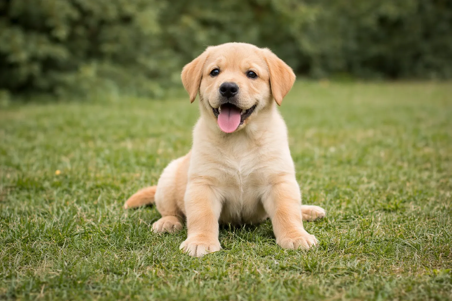 Cățel Labrador jucăuș, rasă pură